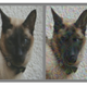 Left: Unmodified image of a cat. Right: A modified, “adversarial” image made to look like a dog.